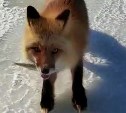 Молодая и дерзкая лиса съела печенье и корюшку у сахалинских рыбаков