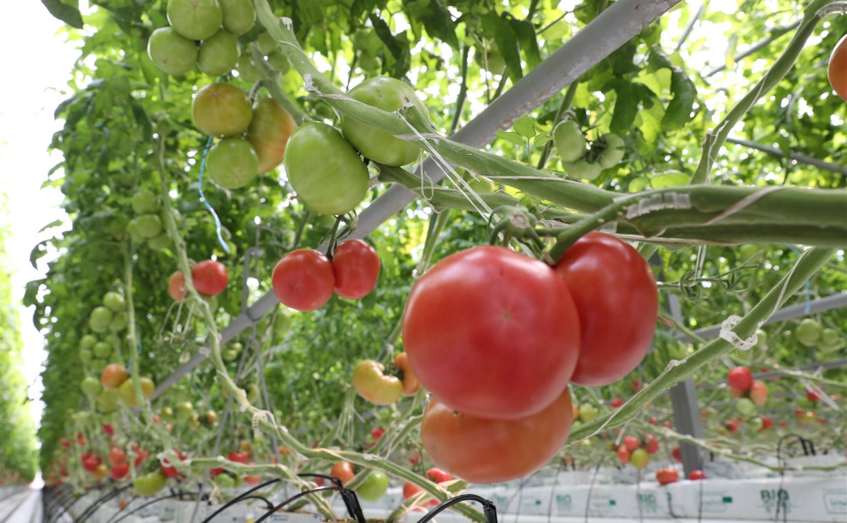 Около 80% томатов, потребляемых сахалинцами, производят в островном регионе