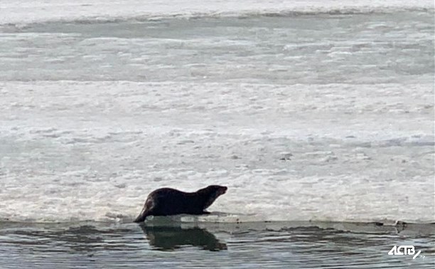 В городском парке Южно-Сахалинска впервые увидели плескающуюся в воде выдру