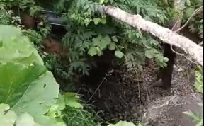 Общество
