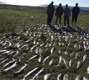 Более 600 кг кеты изъяли пограничники у браконьеров в Корсаковском районе