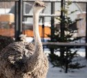 Сахалинцам расскажут, как страусы зимуют в Южно-Сахалинске