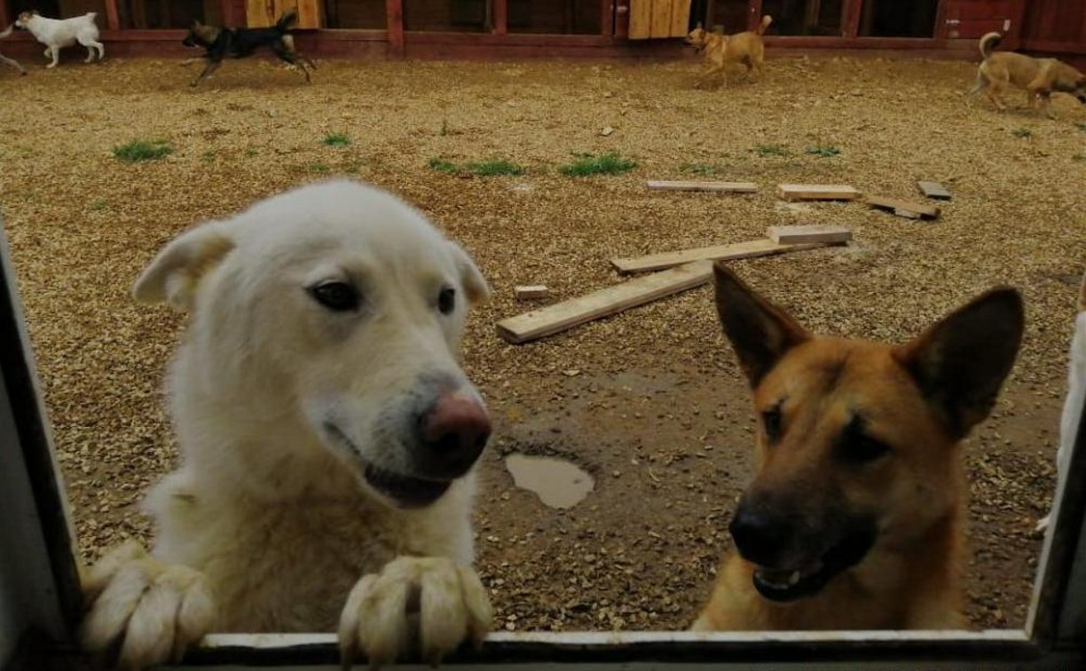 Собачий приют на "дальневосточном гектаре" открыли в Тымовском