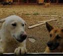 Собачий приют на "дальневосточном гектаре" открыли в Тымовском