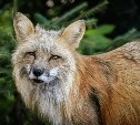 В России расширили список животных, запрещённых для домашнего содержания