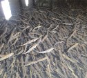 На лососевых заводах «Сахалинрыбвода» закончился выпуск молоди тихоокеанских лососей