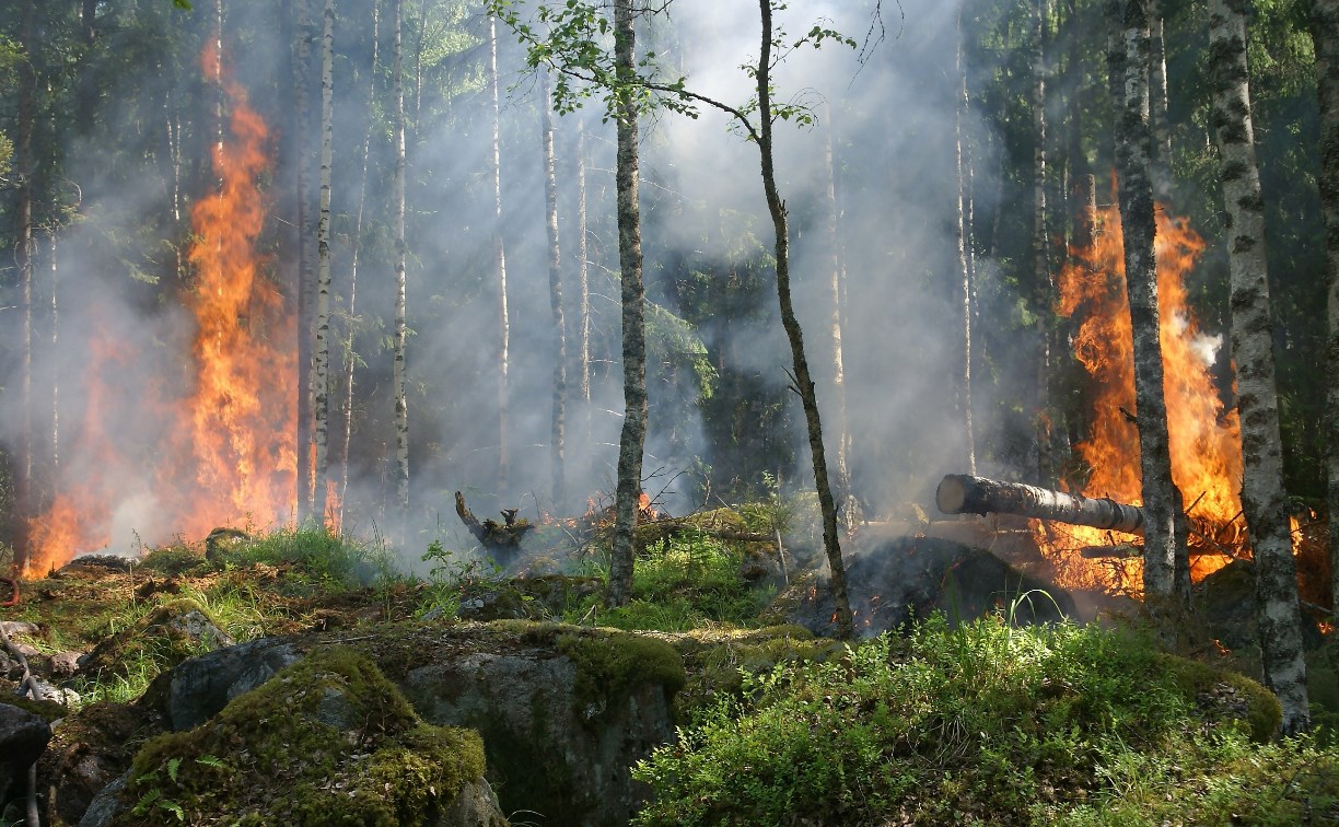 Более 33 гектаров повредили лесные пожары на Сахалине с начала сезона