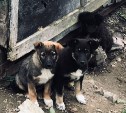 Мэрия: количество бездомных животных в Южно-Сахалинске увеличилось в три раза