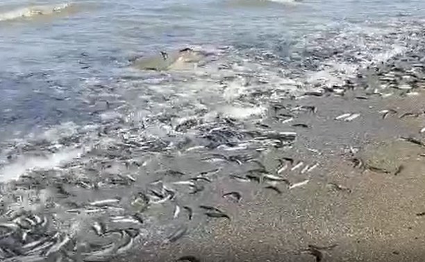 "Жаба давит": на побережье в Томаринском районе массовый выброс уйка