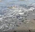 "Жаба давит": на побережье в Томаринском районе массовый выброс уйка