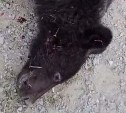 На Сахалине ликвидировали медведя на кладбище