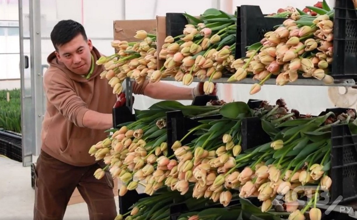 Сахалинский совхоз накрыла "тюльпановая лихорадка": цветы начали упаковывать к 8 Марта