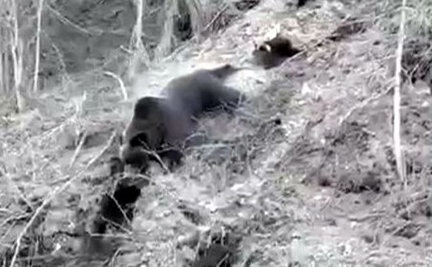 Самую заботливую медведицу, не оставившую в беде сыночка, обсуждают сахалинцы