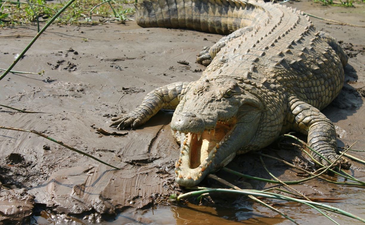 70 крокодилов сбежали с фермы в Китае