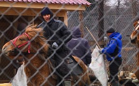Алтайские маралы освоились на Сахалине и начали размножаться