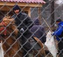 Алтайские маралы освоились на Сахалине и начали размножаться