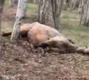 Лошадь упала и не могла встать 4 часа: сахалинцы хотят спасти животных на одной из островных ферм