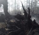 Штрафы за нарушение требований пожарной безопасности в лесах предложили повысить в десять раз 