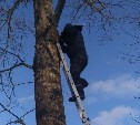 Кота, просидевшего два дня на дереве, спасли в Южно-Сахалинске