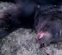 Сахалинские охотоведы застрелили матёрого медведя-убийцу весом 200 килограммов