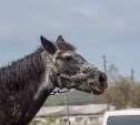 Самая старая лошадь России умерла на Сахалине