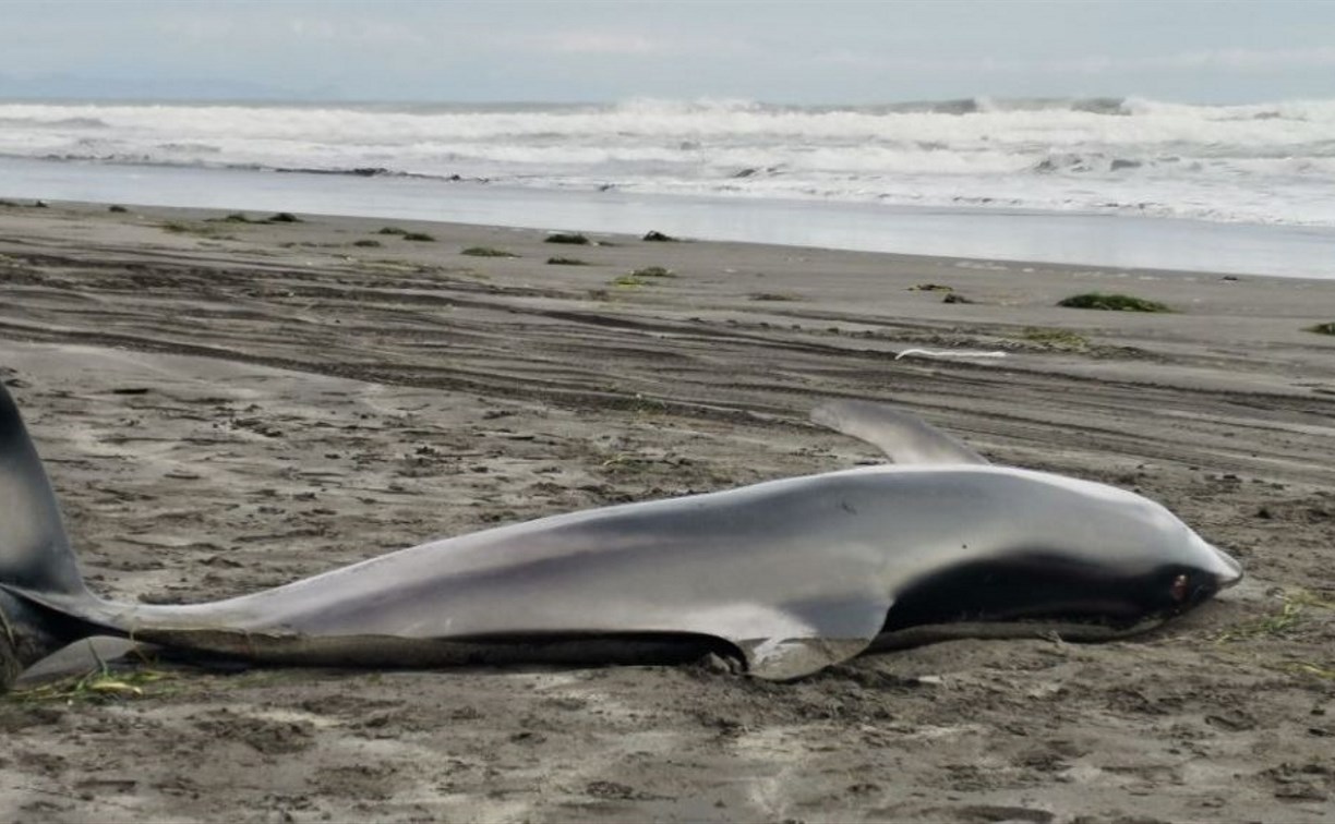 Дельфина в шторм выбросило на побережье Кунашира