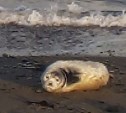 Сахалинский рыбак хотел сделать из тюлененка приманку на охоту