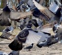 Серийный убийца птиц орудует во Владивостоке