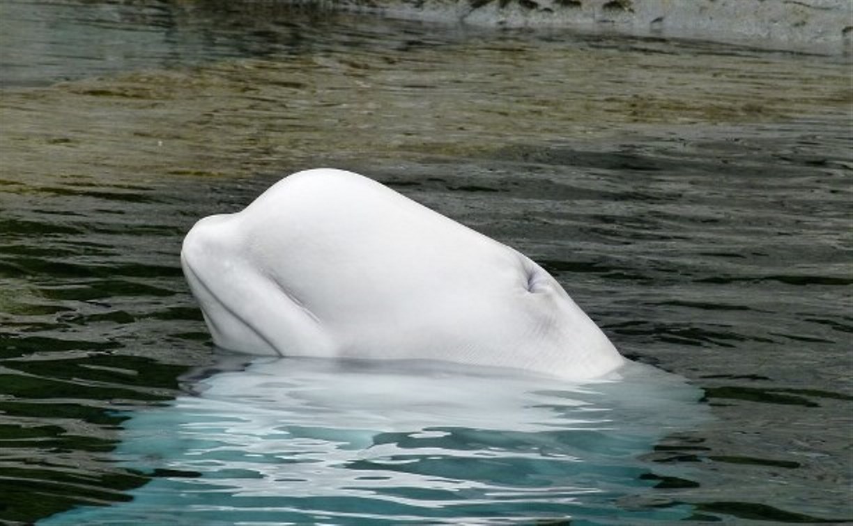 Ученые выпустили 14 белух из "китовой тюрьмы" в Охотское море