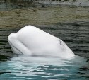 Ученые выпустили 14 белух из "китовой тюрьмы" в Охотское море