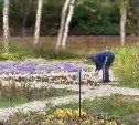 Дама с сапёрной лопаткой выкопала цветы в городском парке Южно-Сахалинска и унесла в рюкзаке 