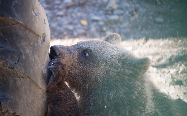 Медвежонок в гордом одиночестве искал корешки в Холмском районе