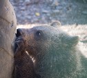 Медвежонок в гордом одиночестве искал корешки в Холмском районе