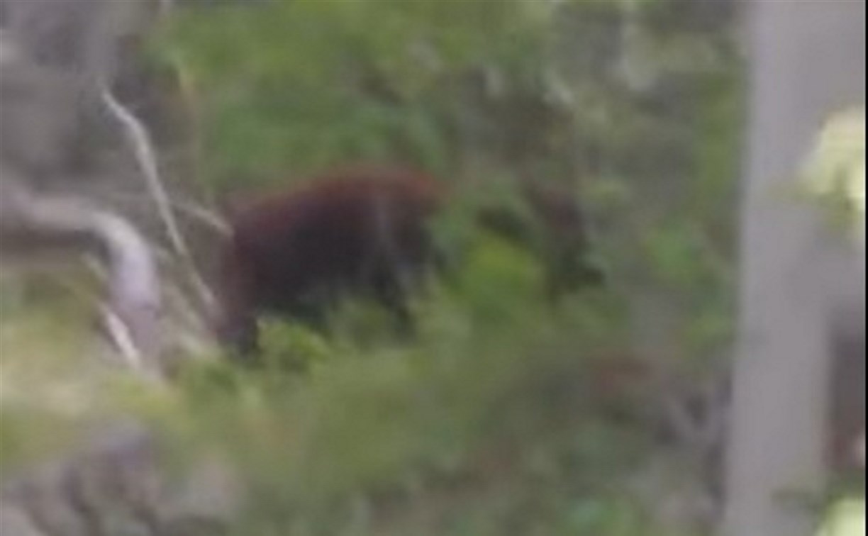 В лесу около озера Изменчивого заметили медведя