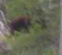 В лесу около озера Изменчивого заметили медведя