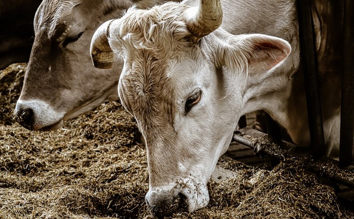 Около 18 тысяч голов скота переселят в "зимние квартиры" на Сахалине