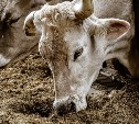 Около 18 тысяч голов скота переселят в "зимние квартиры" на Сахалине