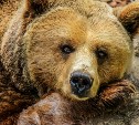 На Сахалине медведица привела медвежат на кладбище