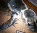 Зоозащитники выхаживают детеныша ларги, которого чуть не убила любовь сахалинцев к селфи  