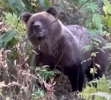 Сходил за лисичками: медведь загнал грибника на дерево