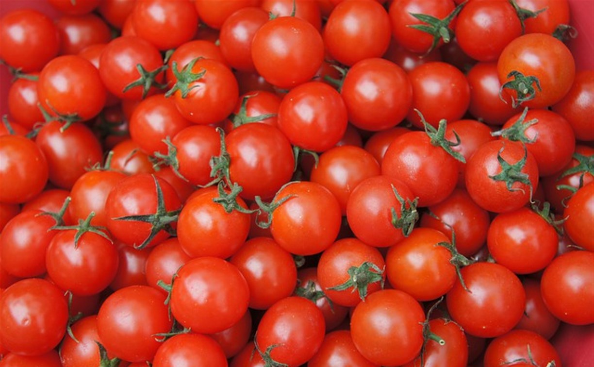 Импортные томаты будут тщательнее проверять в России