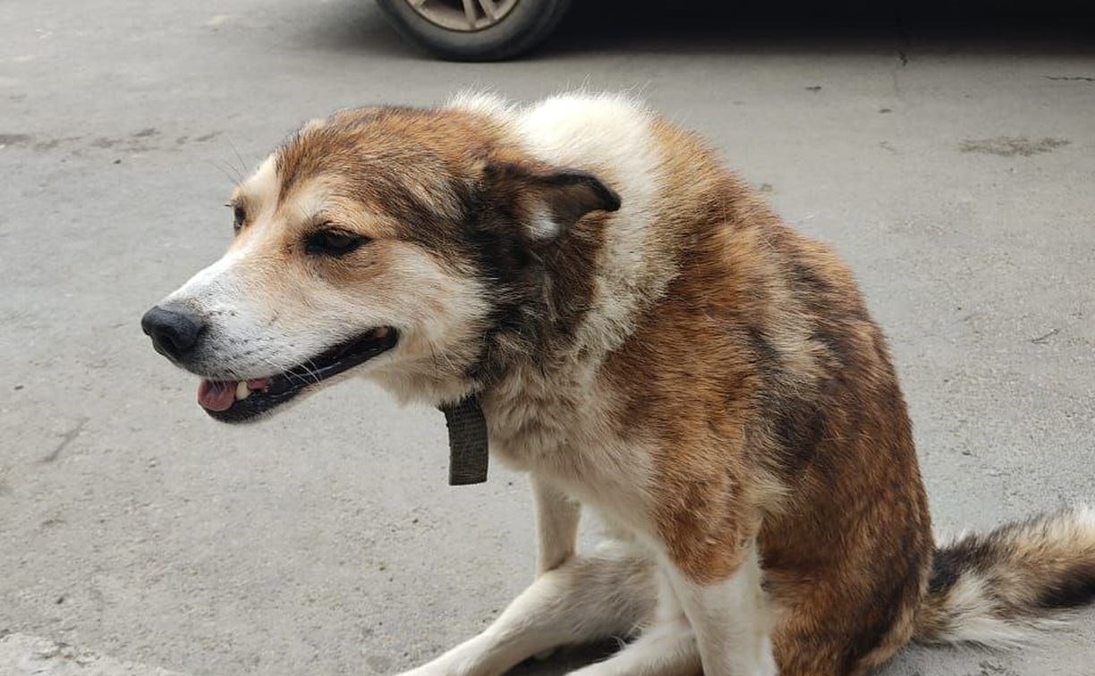 У сахалинского пса, выжившего после отравления, отказали задние лапы
