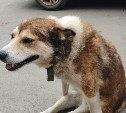 У сахалинского пса, выжившего после отравления, отказали задние лапы
