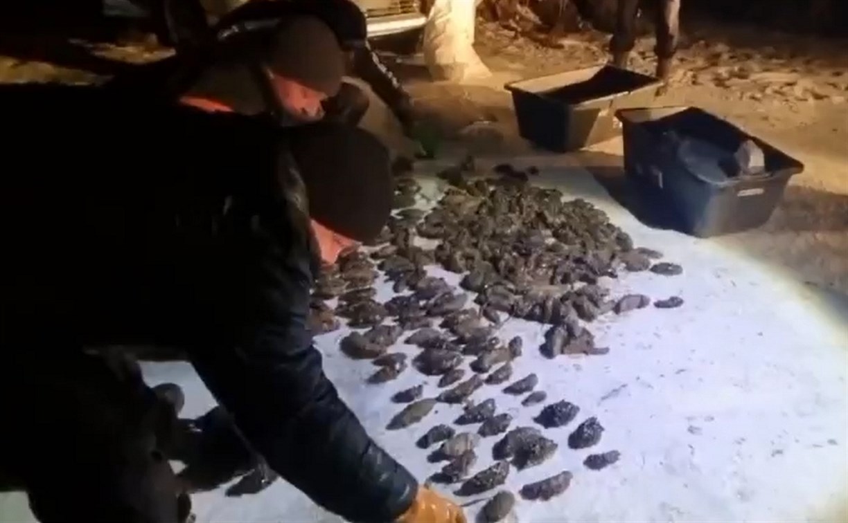 На Сахалине будут судить членов группировки по добыче, обработке и сбыту трепанга