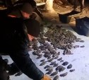 На Сахалине будут судить членов группировки по добыче, обработке и сбыту трепанга
