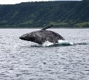 У берегов Сахалина зафиксировано самое большое количество детенышей серых китов за последние 10 лет