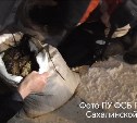 Двое сахалинцев с водолазным снаряжением незаконно выловили в лагуны Буссе 700 трепангов