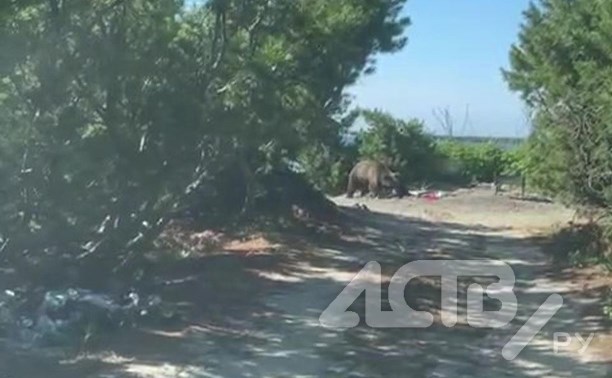 Медведь пришёл к отдыхающим на природе сахалинцам и съел шашлыки