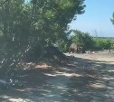 Медведь пришёл к отдыхающим на природе сахалинцам и съел шашлыки