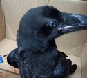 Сахалинцы спасли воронёнка, который получил травму в попытке научиться летать